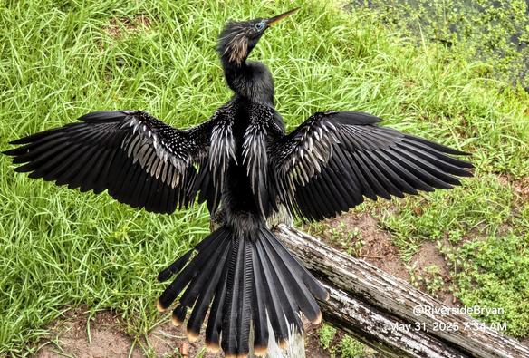 Shiny black water bird drying their feathers after a morning swim. Stretched out and posed like the Batman logo.