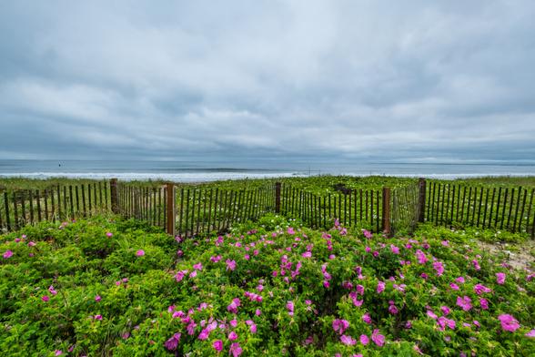 A stormy sky looms over a waves crashing on the beach with red and white beach roses blooming in the foreground separated by a dune fence.
© Tom Goetz. All rights reserved. Training an AI on this image is expressly forbidden.