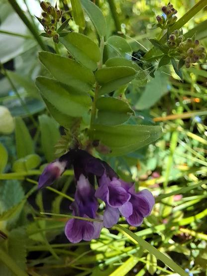 A bush vetch (Vicia sepium; Zaun-Wicke) flower blooms with quiet grace, its violet-purple petals delicately folded in the classic shape of a pea flower. The broad upper petal curves outward, while the paler wings and keel nestle beneath. Fine hairs line the slender stem, and the bloom stands out against a soft blur of meadow green. At the top of the image, a few blossoms of white bedstraw (Galium album; Weißes Labkraut) remain tightly closed, their tiny buds hinting at the white flowers soon to unfold.