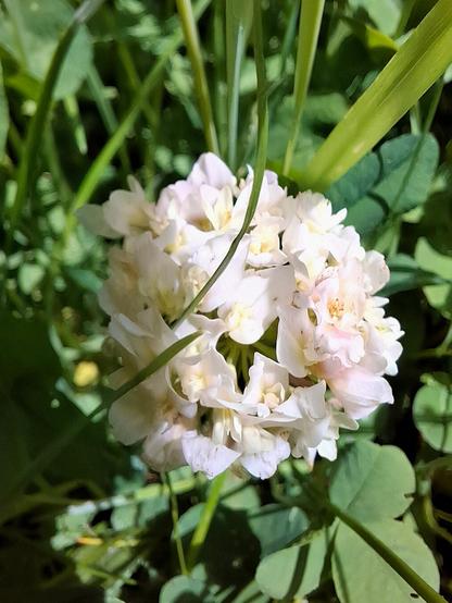 A close-up of white clover (Trifolium repens; Weißklee) in full blossom shows its round, snowball-like flower head made up of many tiny, white florets. The delicate petals curve gently outward, some tinged with soft blush at the tips. Nestled among lush green clover leaves and meadow grasses, the bloom glows in the sunlight, capturing the quiet charm of a summer meadow.