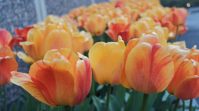 Close photo of yellow and red tulips