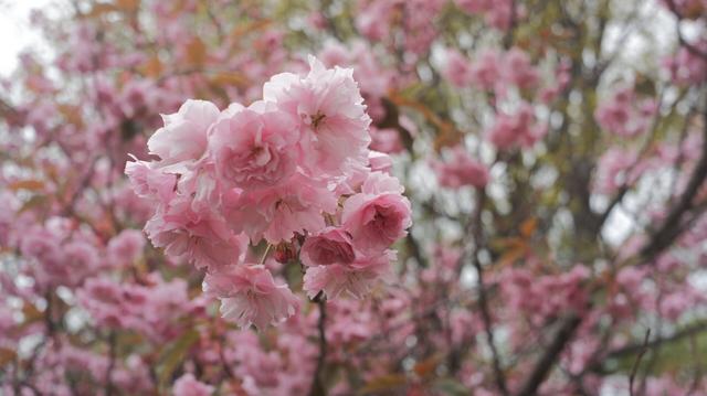Photo of pink flowers of a tree