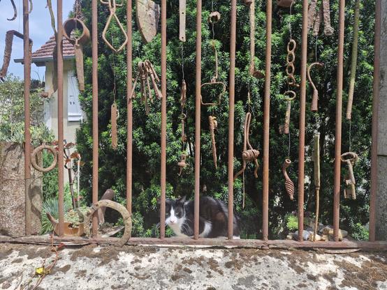Un petit chat au pelage noir et blanc est assis sur un muret de pierres couvertes de mousse, derrière un grillage sur lequel sont suspendus de vieux outils de ferronnerie recouverts de rouille et de mousse. On aperçoit un coin de ciel bleu et le toit d'une maison sur le coin supérieur gauche de l'image.