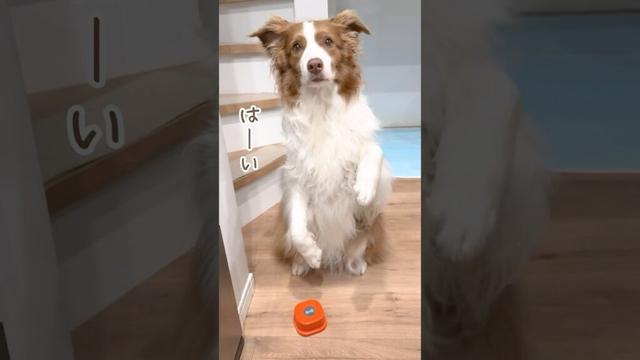 会話ボタンで上手におねだりしてくる犬達が可愛いすぎる🥺♡【ボーダーコリー・オーストラリアンシェパード】#shorts