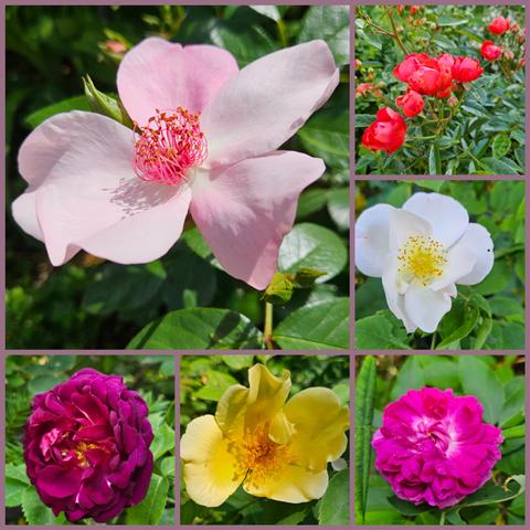 Verschiedenfarbige Rosen:
Sweet Pretty, unbekannte Zwergose, Rosa dupontii, Chianti, Golden Wings, Rose de Resht