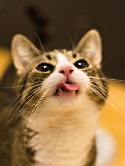 An European Shorthair cat looking up and doing a blep (stretching his tongue). The image is unsharp, just the tongue is a bit sharp.