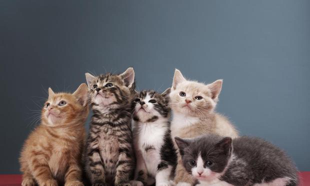 Camada de gatos de diferentes colores. (Getty Images)