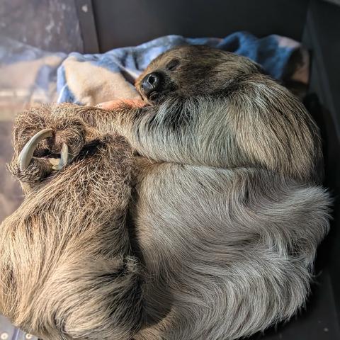 Azure Generated Description:
a couple of sloths (32.89% confidence)