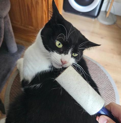 A black and white cat, looking quizzically at a lint/pet hair roller being held above her. She has an expression on her ears which suggests that, if the roller should make contact, the hand holding it will befall a fate worse than a fate worse than death.