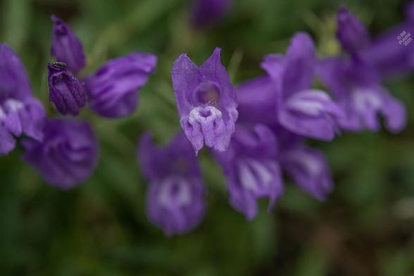 A closeup of the flowers. The flowers are tubular, with a couple of the fused petals turning upward and the others forming a labellum, on which there is a landing pad for pollinators. They grow in clumps, with several to dozens of flowers. The whole clump is rarely more than ankle-high.
