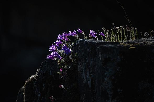 A backlit clump growing on a rock outcrop in the mists from Nairn falls Next to them a clump of Antennaria.