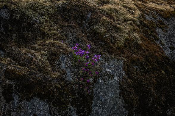 Growing on a rock face amid carpets of mosses and lichen.