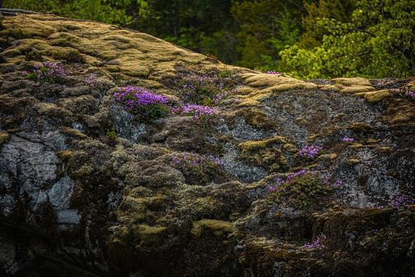 A further-out view of clumps growing on a rock face among mosses and lichens. Forest in the BG.