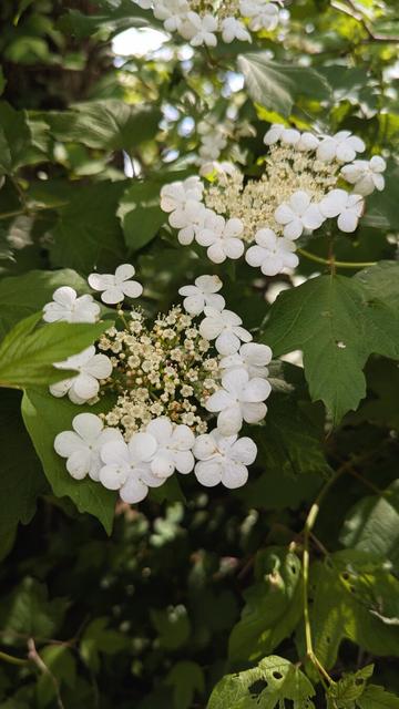 A close-up of a guelder rose, a deciduous shrub that can be invasive.