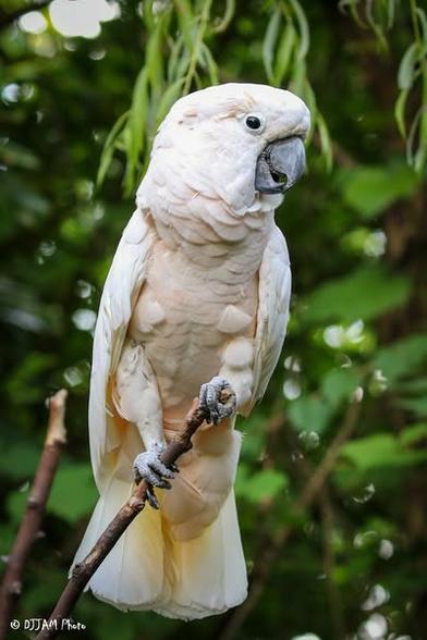 Azure Generated Description:
a white parrot on a branch (52.50% confidence)