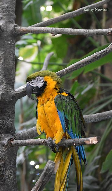 Azure Generated Description:
a couple of birds on a tree branch (45.35% confidence)