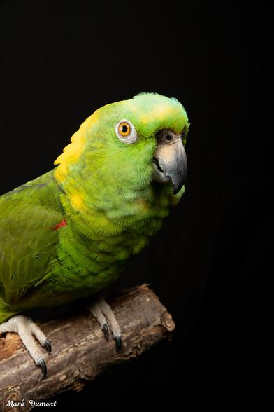 Azure Generated Description:
a green parrot on a branch (59.62% confidence)