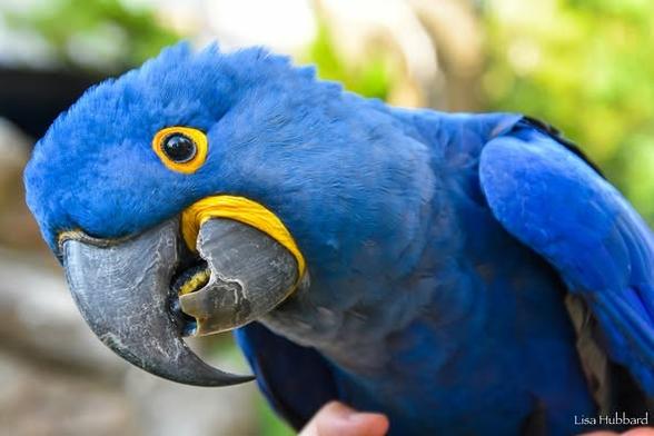 Azure Generated Description:
a blue bird with yellow eyes (55.90% confidence)