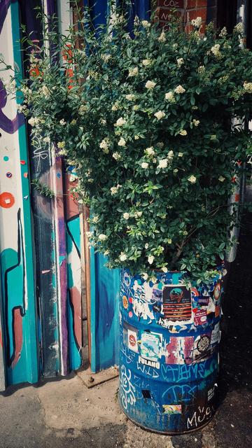 A bush with white blossoms in a blue barrel. A steel wall behind. The place is heavily stickered.