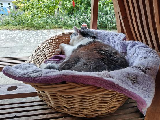 Der schwarz-weiße Kater Theo liegt in seinem Körbchen unter dem Terrassentisch und schläft