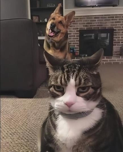 a grey and white tabby cat in the foreground, looking extremely annoyed -- a german shepherd in the background, looking quizzical and cute