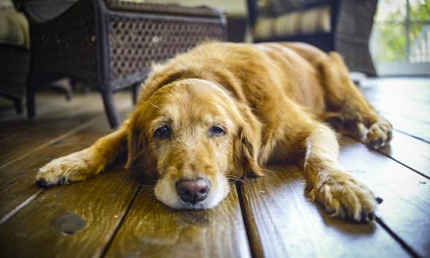 Imagen de archivo de un Golden Retriever. (Getty Images/iStockphoto)