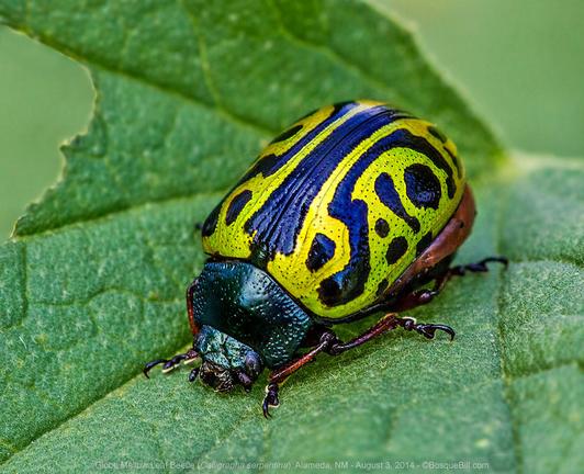 A close up photo of a rotund beetle on a green leaf. It has metallic yellow carapace with bold black design; black head; legs have a claw at the ends.
©BosqueBill.com