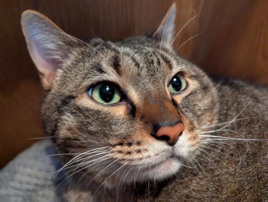 Waffles the three-legged, chonky, tabby cat, close up on his face, looking slightly off to the side.