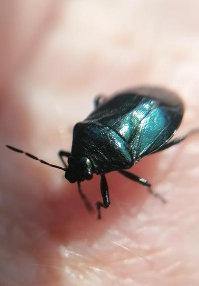 Adult blue shield bug on my hand