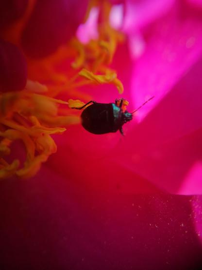 Adult blue shield bug in a peony flower