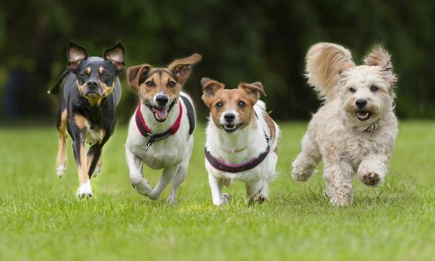 Una imagen de archivo de cuatro perros corriendo (Hans Surfer vía Getty Images)