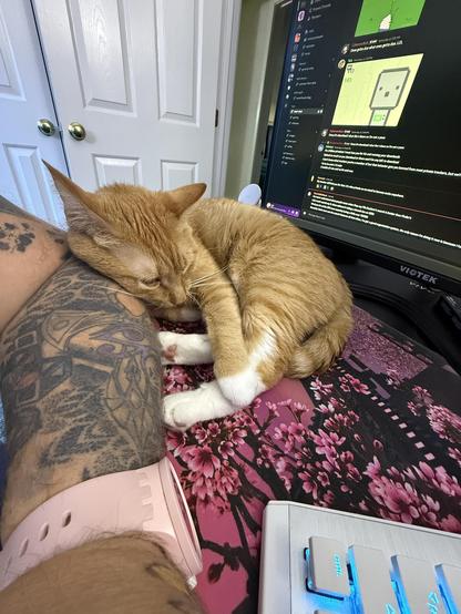 The image shows a ginger cat with white paws sleeping on a person's leg. The person's leg is visible, with a tattoo on the upper part and a pink wristband on the wrist. The cat is curled up, with its head resting on the person's leg, appearing to be in a deep sleep. The background features a computer monitor displaying a chat interface with text and a small image of a character. The monitor is on a desk with a floral-patterned mouse pad. The desk also has a keyboard with illuminated keys. In the background, there are white double doors with brass doorknobs. The overall scene suggests a cozy, domestic setting.