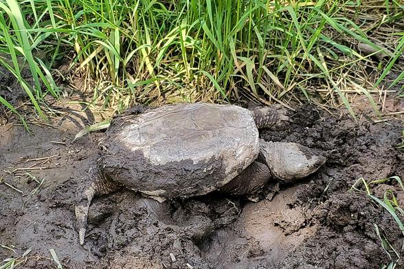 Snapping turtle digging in the mud. Grasses are seen behind it.