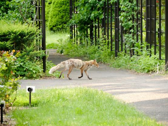 公園を横断する狐