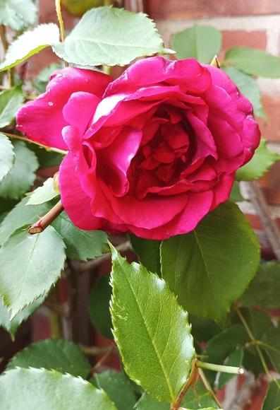 Foto: Eine rote Rosenblüte (Busch vom Großvater in den 1950gern gepflanzt) grüne Rosenblätter, dahinter eine rote Ziegelwand.