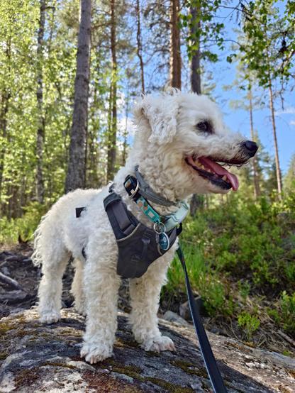 Bichon frise standing on a rock, panting and looking to the side