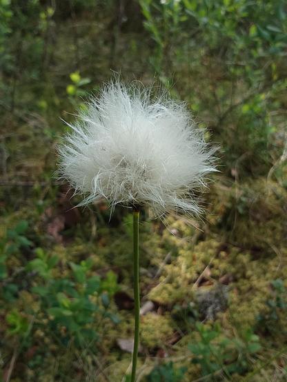 Close up of the white fluffy pant Eriophorum vaginatum. Looks like a piece of cotton