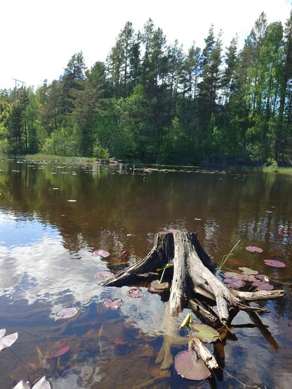 Water with red lily pads and a tree stump
