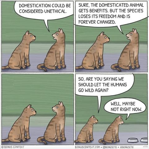 Cartoon by Bonus Context.

Four panels.

1. Two cats talking. One says to the other:

"Domestication could be considered unethical."

2. Continued - 

"Sure, the domesticated animal gets benefits. But the species loses its freedom and is forever changed."

3. They both think.

4. Second cat:

"So, are you saying we should let the humans go wild again?"

First cat:

"Well, maybe not right now."
