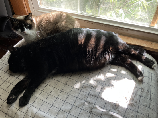 Hermetic Library Cat Caturday 31may2025 Blot Muninn