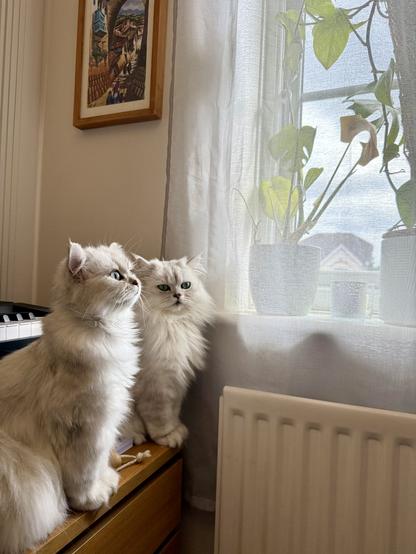 Two white Persian cats posing rather photogenically for a photo. They’re standing by a window with some houseplants and a net curtain.