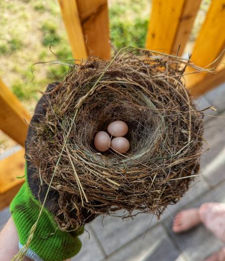 A close-up, overhead shot shows a small bird's nest held in a gloved hand. The nest is made of dried grasses, twigs, hairs, and some moss, forming a cup-like structure. Inside the nest are three pale, speckled eggs, nestled closely together. The hand wearing a dark glove with a bright green cuff holds the nest against a blurred background of wooden railings and a stone surface. A blade of green grass is caught on the wrist of the glove. A glimpse of a bare foot is visible in the lower right corner.