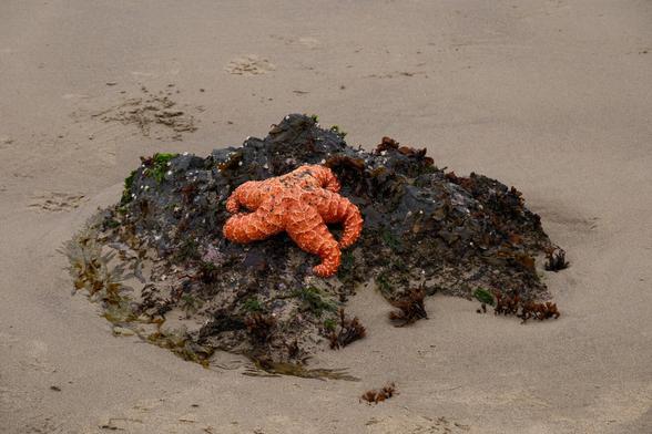 An Orange Ochre Sea Star resting on top of a seaweed covered rock on the beach at low tide.