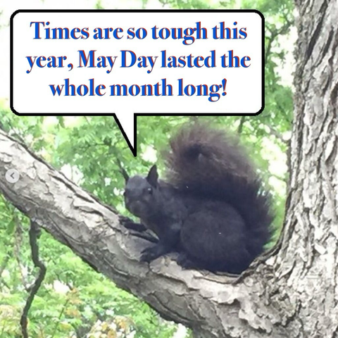 A black squirrel in a tree says “Times are so tough this year, May Day lasted the whole month long!”