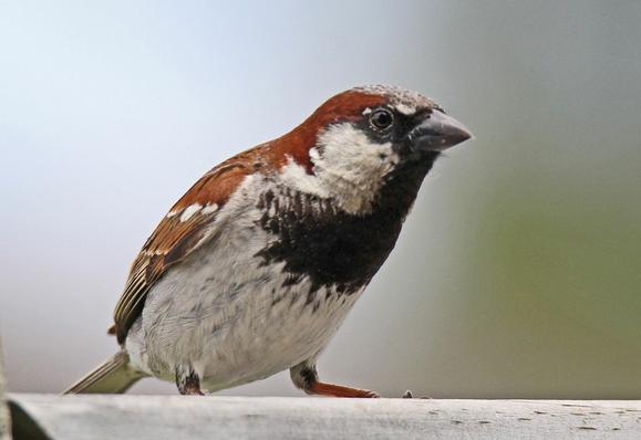 A male House Sparrow up close (not my photo) to show his black beard pattern, deep brown back, and white cheeks and belly.