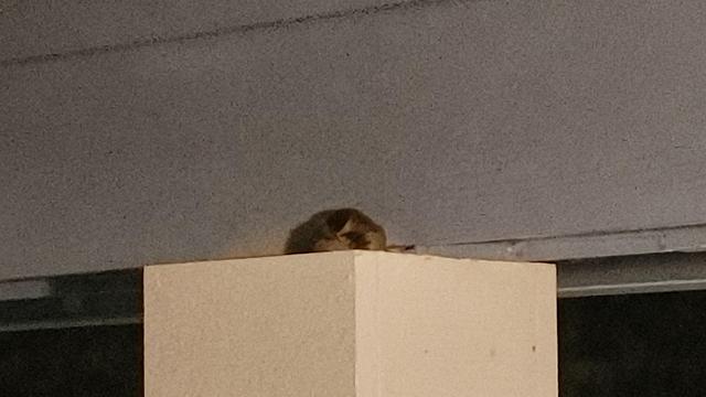 A small pile of fluff at the top of a porch support. It is a sleeping bird with coloration like the male House Sparrow in the reference photo.