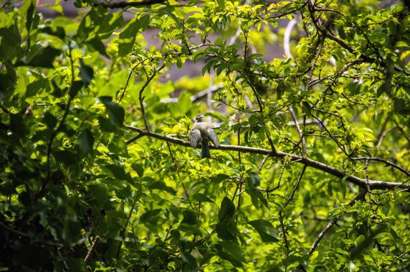 Bright green shrubs hiding a juvenile blue tit