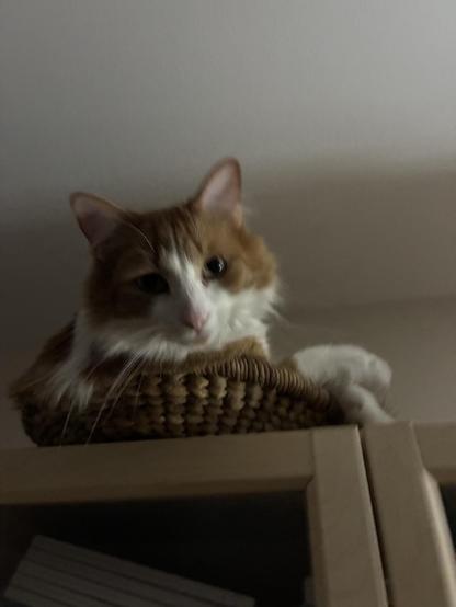 Tiny Sir, a long haired orange and white cat, looks down from his perch. He is curled up in a small wicker basket on top of a bookcase, which looks rather precarious.