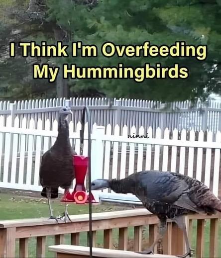 Photo of two turkey vultures at a hummingbird feeder..

I Think I'm Overfeeding My Hummingbirds.