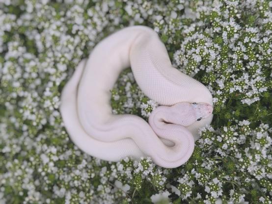 A leucistic blue-eyed ball python curls up in a patch of white-flowering creeping thyme, facing right.